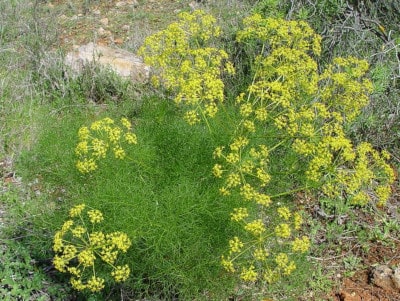 Wilder Fenchel Wilder Fenchel